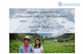 Migración y desarrollo rural Una mirada desde FAO para ... · y nutricional y el desarrollo rural y territorial como un aporte complementario a una comprensión integral del fenómeno