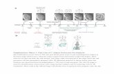 C. elegans Embryonic Development. (a)shahamlab.rockefeller.edu/supp/Anu/NatComm_SI2.pdfSupplementary Figure 1. Time Line of C. elegans Embryonic Development. (a) Proliferation occurs