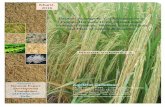 Kharif- Report Volume-2 (September, 2015) 2016Report Volume-2 (September, 2016) Page 3 of 42 AgriNet Solutions under CSR-30 and Basmati-386 has increased by 3,500 ha this year. In