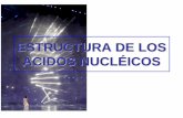 ESTRUCTURA DE LOS ÁCIDOS NUCLÉICOS...The Nobel prize in Physiology or Medicine 1962 "for their discoveries concerning the molecular structure of nucleic acids and its significance