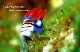 ALILA PURNAMA - Alila Hotels and Resorts...From the enigmatic yet highly conspicuous harlequin shrimp to the majestic manta ray, Komodo National Park is home to thousands of marine