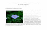 Guide to the Genera of Lianas and Climbing Plants in the ... · GUIDE TO THE GENERA OF LIANAS AND CLIMBING PLANTS IN THE NEOTROPICS ACANTHACEAE By Pedro Acevedo-Rodríguez (16 Jun