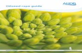 Oilseed rape guide - Microsoft · oilseed rape by analysing national yield trends and farm-specific data. The aims of this study were to identify agronomic factors that may be constraining