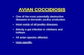 AVIAN COCCIDIOSISava.org.af/books/Coccidiosis.pdfAVIAN COCCIDIOSIS • One of the most potentially destructive diseases in domestic poultry production. • Most costly of all poultry