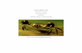 Chinese Mitten Crab - University of Washingtondepts.washington.edu/oldenlab/wordpress/wp-content/uploads/2015/… · Chinese Mitten crab is the mat of dense fine bristles, setae,
