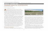 PNW 619 • September 2010 Sweet cherry rootstocks - OSU Extension Catalog … · 2015-01-01 · 1 Sweet cherry rootstocks for the Pacific Northwest Lynn E. Long and Clive Kaiser