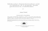Molecular characterization and evolution of α-actinin ...umu.diva-portal.org/smash/get/diva2:145094/FULLTEXT01.pdf · Molecular characterization and evolution of -actinin: from protozoa