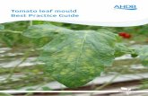 Tomato leaf mould Best Practice Guide - Microsoft · 2018-09-19 · 4 Tomato leaf mould, caused by Passalora fulva (previously known as Cladosporium fulvum), is a destructive foliar