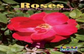 Roses - LSU AgCenter/media/system/4/0/7/d/...Garden areas that can be readily seen through windows make great spots for roses. And don’t forget to locate fragrant roses along walkways,