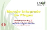 Manejo Integrado de Plagas - Trofartrofar.cl/doctos/horticola/manejo_plagas.pdfMonitoreo de Plagas Aspecto más relevante = información Tipo de monitoreo depende de la plaga y cultivo