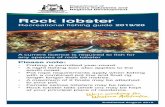 Rock lobster · rock lobsters per person applies, including at your principal place of residence. You must only be in possession of whole rock lobsters unless the lobster is being