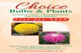 Choice - 1&1 Ionoss409107849.websitehome.co.uk/Choice Plants Catalogue 2019...Welcome to our This year has been very challenging, mainly because of the hot conditions we have experienced.