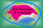 Cell Structure & Function - SCIENCE AT CATHEDRAL CHAPEL …scienceatccs.weebly.com/.../cell_structure_function.pdf · 2018-08-29 · Cell Theory • All living things are made up