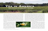 The Journey of Camellia sinensis - Biriz Bizbiriz.biz/cay/Tea_In_America-Gene_Phillips.pdfcility from Lipton, and began what is now known as the Charleston Tea Plantation. Today, the