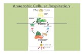 Anaerobic Respiration 2012whs.rocklinusd.org/subsites/Biology/documents... · 1st step: GLYCOLYSIS (in both aerobic & anaerobic respiration) • Glucose enters cells from blood through