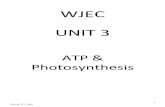 WJEC UNIT 3 - thiacin · The products of non-cyclic photophosphorylation are: Useful products – ATP and NADPH 2 these are needed by the Calvin cycle. Waste products – Oxygen Details