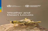 Weather and Desert LocustsWEATHER AND DESERT LOCUSTS 1 Overview Locusts are members of the grasshopper family Acrididae, which includes most short-horned grasshoppers. Locusts differ