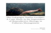© Daniel Cryan 2015 The Galapagos Sailfin Grouper: …...A Case Study in the Importance of Reproductive Biology in Fisheries Management Daniel Cryan Bill Durham Darwin, Evolution,