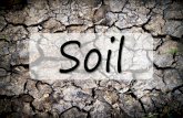What is soil? · Soil forms on earth’s surface where plants grow. Soil consists of rocks, sand, clay, dead plants, animal remains, and fungi. ... Humus is the top layer of soil