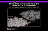 SILVICULTURE Broom and Gorse in British Columbia · Broom and Gorse in British Columbia A Forestry Perspective Problem Analysis by Ken Zielke1, Jacob O. Boateng2, Norm Caldicott3,