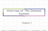 Overview of The Immune System - Weeblyjohnjhaddad.weebly.com/uploads/2/5/2/0/2520519/lecture-2.pdf · Outline for Lectures 2 & 3 The immune system is designed to eliminate pathogens.