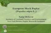 European Black Poplar - DANUBEPARKS · 4/28/2014 2 Distribution area Populus nigra, the black poplar, is a species of cottonwood poplar, the type species of section Aigeiros of the