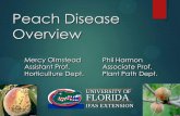 Peach Disease Overview - University of Florida - Winter... · Phony Peach Xylella fastidiosa Canopy of tree is flattened, compact and umbrella-like due to shortened internodes Dwarfing
