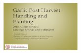 Garlic Post Harvest Handling and Planting€¦ · Garlic Post Harvest Handling and Planting 2015 Allium Schools Saratoga Springs and Burlington Crystal Stewart Eastern NY Commercial
