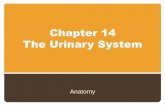 Chapter 14 The Urinary Systemloulousisbiology.weebly.com/.../2/1/9/3/21932052/chapter_14_-_urina… · Gross Anatomy of Urinary System ... Proper nephron function in only 1/3 of a