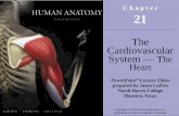 The Cardiovascular System The Heart - Napa Valley College 218/21_Lecture… · An Overview of the Cardiovascular System The heart is a small organ; your heart is roughly the size