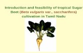 Introduction and feasibility of tropical Sugar Beet (Beta ... · Introduction and feasibility of tropical Sugar Beet (Beta vulgaris var., saccharifera)cultivation in Tamil Nadu