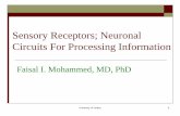Sensory Receptors; Neuronal Circuits For Processing ...€¦ · University of Jordan 9 Tactile Receptors Free nerve endings (A and C fibers) detect touch and pressure found everywhere