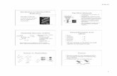 DNA and DNA Replication PP Notes - Mr. Steckle's SciencePagestecklescience.weebly.com/.../dna_and_dna_replication_pp_6_per_pa… · DNA strand can reach 1 meter in length. There are