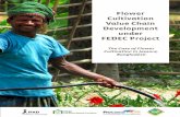 Flower Cultivation Value Chain Development under FEDEC Projectasia.procasur.org/wp-content/uploads/2016/10/FEDEC-Flower-Cultiva… · value flower such as gerbera, China rose, orchid
