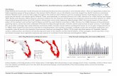 King Mackerel, Scomberomorus cavalla (Cuvier, 1829) · Florida Fish and Wildlife Conservation Commission, FWRI (2018) King Mackerel 100 King Mackerel, Scomberomorus cavalla (Cuvier,