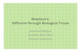 Biophysics: Diffusion through Biological Tissue...Biophysics: Diffusion through Biological Tissue Andrew McElroy Summer REU 2011 Purdue University Diffusion • What is it? – The