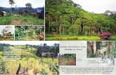 Damar silviculture, from swidden to forest · Damar silviculture starts with the plantation of coffee in the swidden rice (1, 2). Damar trees are planted under coffee bushes and shade