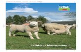 Lambing management · full belly. In busy times and in bad weather castration or tailing may be temporarily suspended. Management tasks at lambing include dipping navels, checking