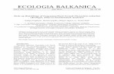 Data on Hatchlings of Caucasian Rock Lizard, …web.uni-plovdiv.bg/mollov/EB/2011/eb.11109.pdfKey words: Darevskia valentine, hatchlings, Northeastern Anatolia, Turkey. Introduction