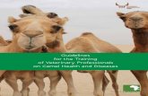 Guidelines for the Training of Veterinary Professionals on ... · camel has been included in the curriculum of veterinary studies i.e. in Kenya. The aim of these training modules