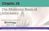 The Molecular Basis of Inheritance - Plainfield East High ...pehs.psd202.org/documents/rgerdes/1512073118.pdf · Chapter 16 The Molecular Basis of Inheritance . Overview: Life’s