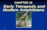 CHAPTER 25 Early Tetrapods and Modern …northmedfordscience.weebly.com/uploads/1/2/7/1/12710245/...3 pairs of external gills develop into internal gills covered with a flap of skin