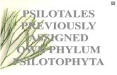 PSILOTALES PREVIOUSLY ASSIGNED OWN PHYLUM … · life cycle sporophyte gametophyte 1n phase multicellular gamete producing phase ^ sporophyte characters ^ morphology + psilotum morphology