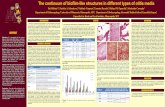 The continuum of biofilm-like structures in different ... chronic suppurative otitis media (CSOM), and