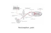 Nociception, pain - CharitéNociception is a sensory activity, which is induced by. ... (classification of fibers according to Erlanger/Gasser) Electrical stimulation separates signals