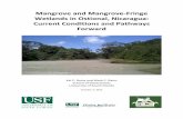 Mangrove and Mangrove-Fringe Wetlands in Ostional ... · 1998). They provide numerous ecological functions and goods and services. Mangroves support estuarine and near-shore marine