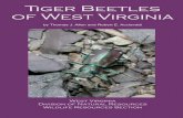 Tiger Beetles of West Virginia - West Virginia Division of ...4 Tiger beetles are among the most colorful and interesting of all West Virginia beetles. Their predacious habits, as