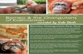 orangutanfoundation.org.au · orangutan. Accommodation: Rimba Lodge, Tanjung Puting National Park Day 5: Wednesday, 16th September, 2020 After breakfast, we cruise by klotok back