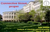 Connective tissue proper · lectures: introductory notes Dear students, until now, it hasn´t been our custom to publish any of histology lectures in freely accessible on-line form