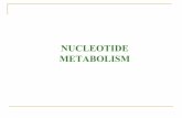 NUCLEOTIDE METABOLISM - biochem.vsmu.edu.uabiochem.vsmu.edu.ua/2_med_biochem_e/lecture_nuclac.pdf · NUCLEOTIDE METABOLISM. Purine and pyrimidine. The atoms are numbered according